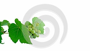 Young grape or angoor leaves with branch and raw fruits on white background. Grape leaf collection on white. Side view