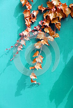 Young grape branch on bright green wall. Toned