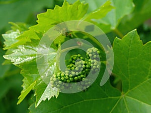 Young grape cluster
