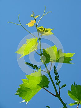 Young grape cluster