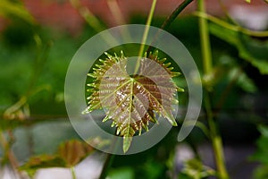 Young grape leaves and grain in garden. Leaf texture. Grape leaf close up picture.