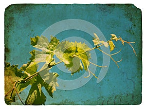 Young grape leaves. Old postcard.