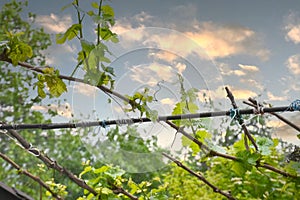 Young grape leaves on a tied vine in the garden