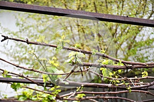 Young grape leaves on a tied vine in the garden