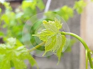 Young grape leaves with twigs and branches in the background.