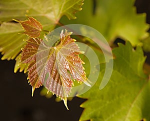 Young grape vine