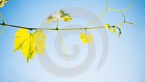 Young Grape Vine on Blue Sky Background in Bright Sun Rays