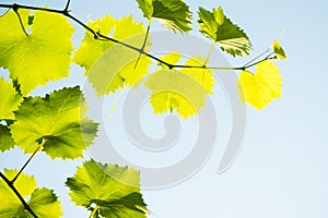 Young Grape Vine on Blue Sky Background in Bright Sun Rays