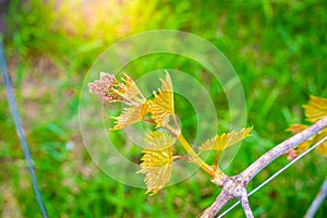 Young grape vine with bunch of grapes close-up on a blurred background