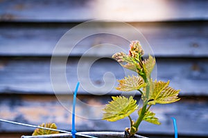 Young grape vine with bunch of grapes close-up on a blurred background