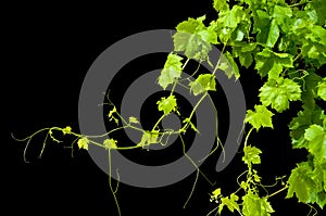 Young Grape Vine Isolated