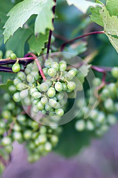 Young grape vine in summer garden. Vertical shot.
