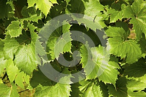 Young grape-vine in the vineyard