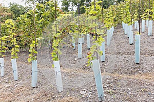 Young grape vines covered in protective plastic tree guards. Fall, winegrowing