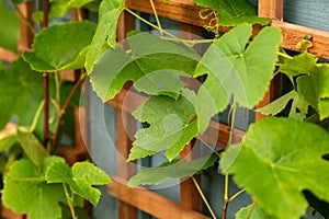 young Grape vines on a wooden trellis structure in garden