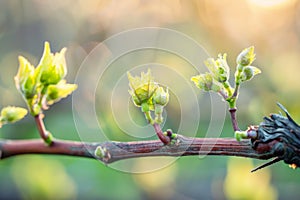 Young grapevine buds bloom on a sunny spring morning