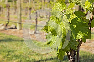 Young grapevine leaves and shoots growing in organic vineyard at springtime