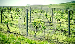 Young grapevine in spring, it grows very well