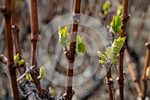 Young grapevine sprouts emerging in early spring vineyard