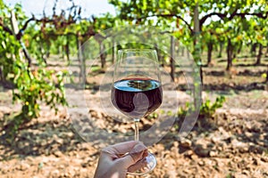 Young grapevine and wine glass in hand of farmer. Tasting at sunny day in green vineyard area