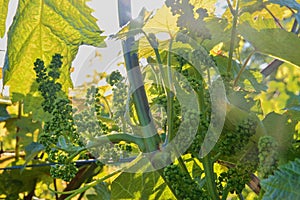 Young grapevine in wineyard. Close-up of grapevine. Wineyard at spring. Sun flare. Vineyard landscape. Vineyard rows a