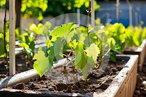 young grapevines in courtyard planters during a sunny day
