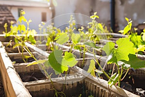 young grapevines in courtyard planters during a sunny day