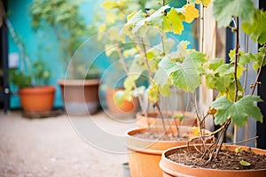 young grapevines in courtyard planters during a sunny day