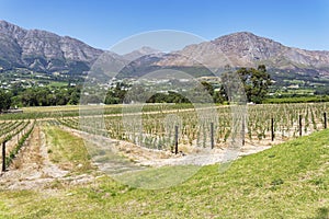 Neat rows of young grapevines growing near Franschhoek photo