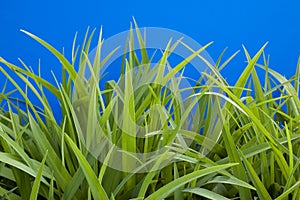 Young grass