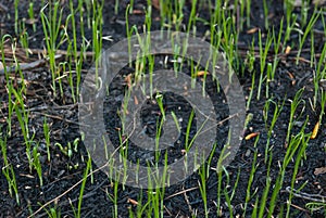 Young grass on burnt ground