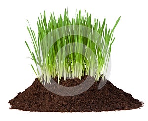 Young grass growing in a pile of soil