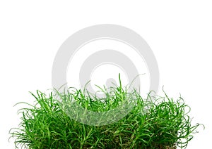 Young grass island photo