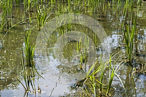 Young grass and lake close-up.