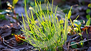 Young grass among last year`s in the park photo