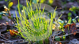 Young grass among last year`s in the park photo