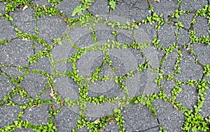 Young grass shoots through cracked tarmac texture