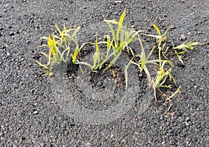 Young grass shoots through tarmac, asphalt