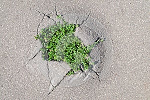 Giovane erba germogliato attraverso crepe asfalto 