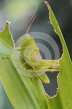 A young grasshopper of bright green color is resting in a bush.