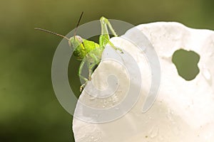 A young grasshopper of bright green color is resting in a bush.