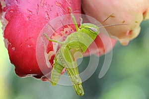 A young grasshopper in bright green color resting on a pink Malay apple.