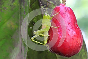 A young grasshopper in bright green color resting on a pink Malay apple.