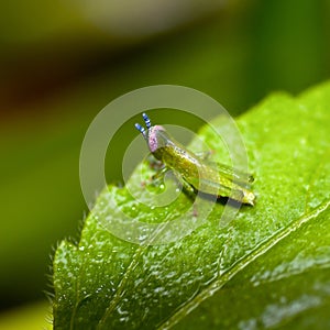 Young Grasshopper closeup