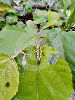 Young grasshoppers are sitting on leaves