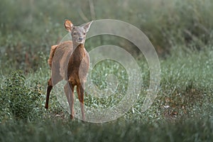 Young Gray Brocket (Mazama gouazoubira) photo