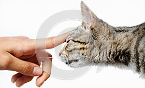 Young gray cat human hand