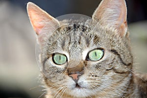 Young gray cat portrait