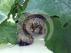 Young, gray cat is resting among the leaves