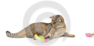 Young gray cat scottish chinchilla straight-eared lies on a white background and plays with a ball